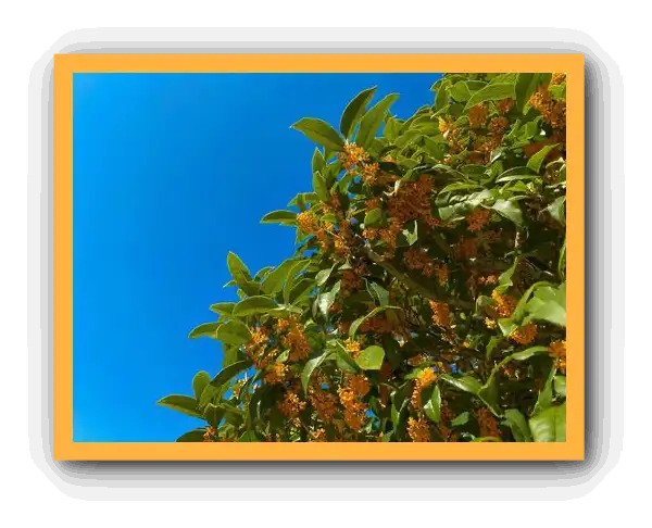 금목서 향기와 꽃말