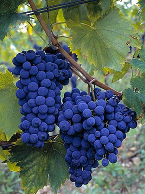 산지오베제(Sangiovese)