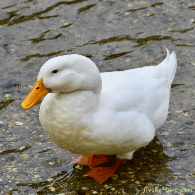 오리