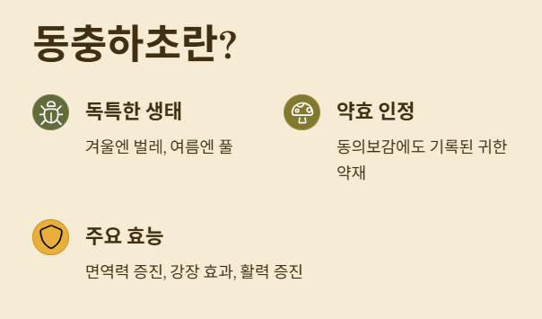 동충하초 효능과 먹는 방법, 부작용