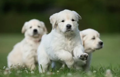 Golden Retriever/출처:어도비스톡