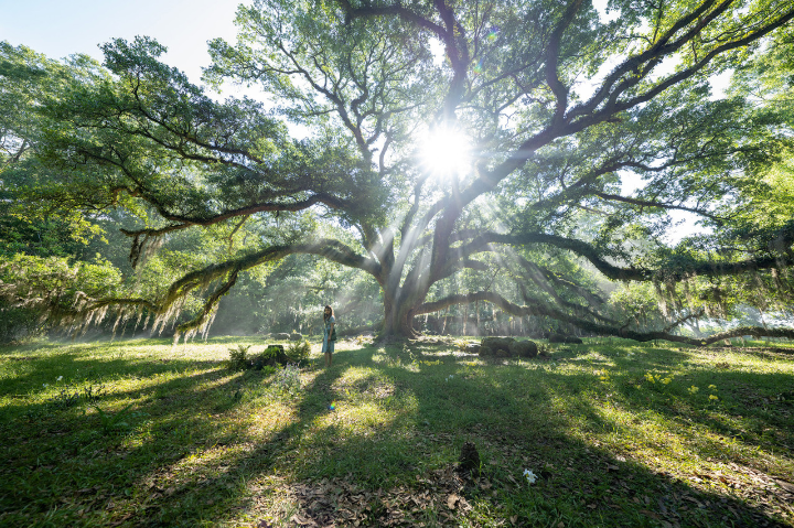 나뭇가지들사이로들어오는해