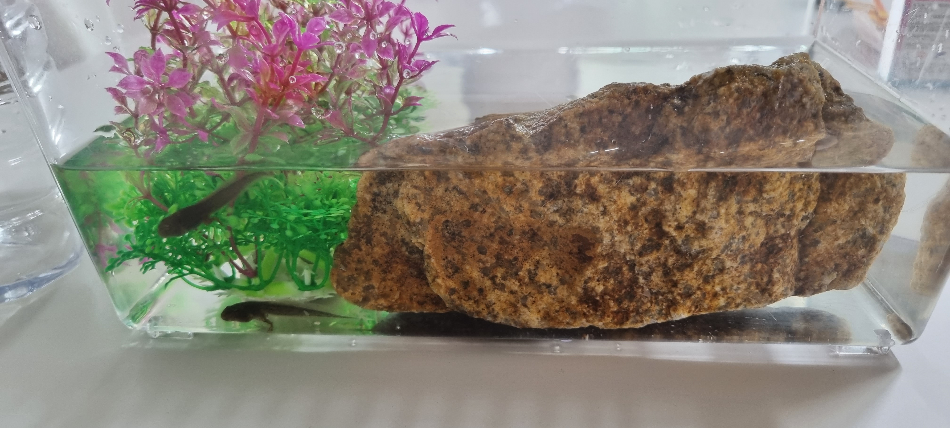 김포캠핑파크 / 올채이 3마리(꼬물이)