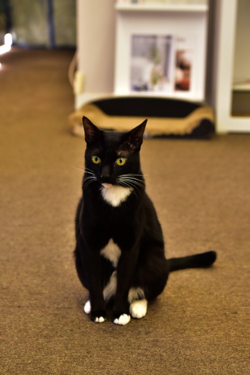 수영동 디저트 카페 스윗트롤 고양이 꼬붕이