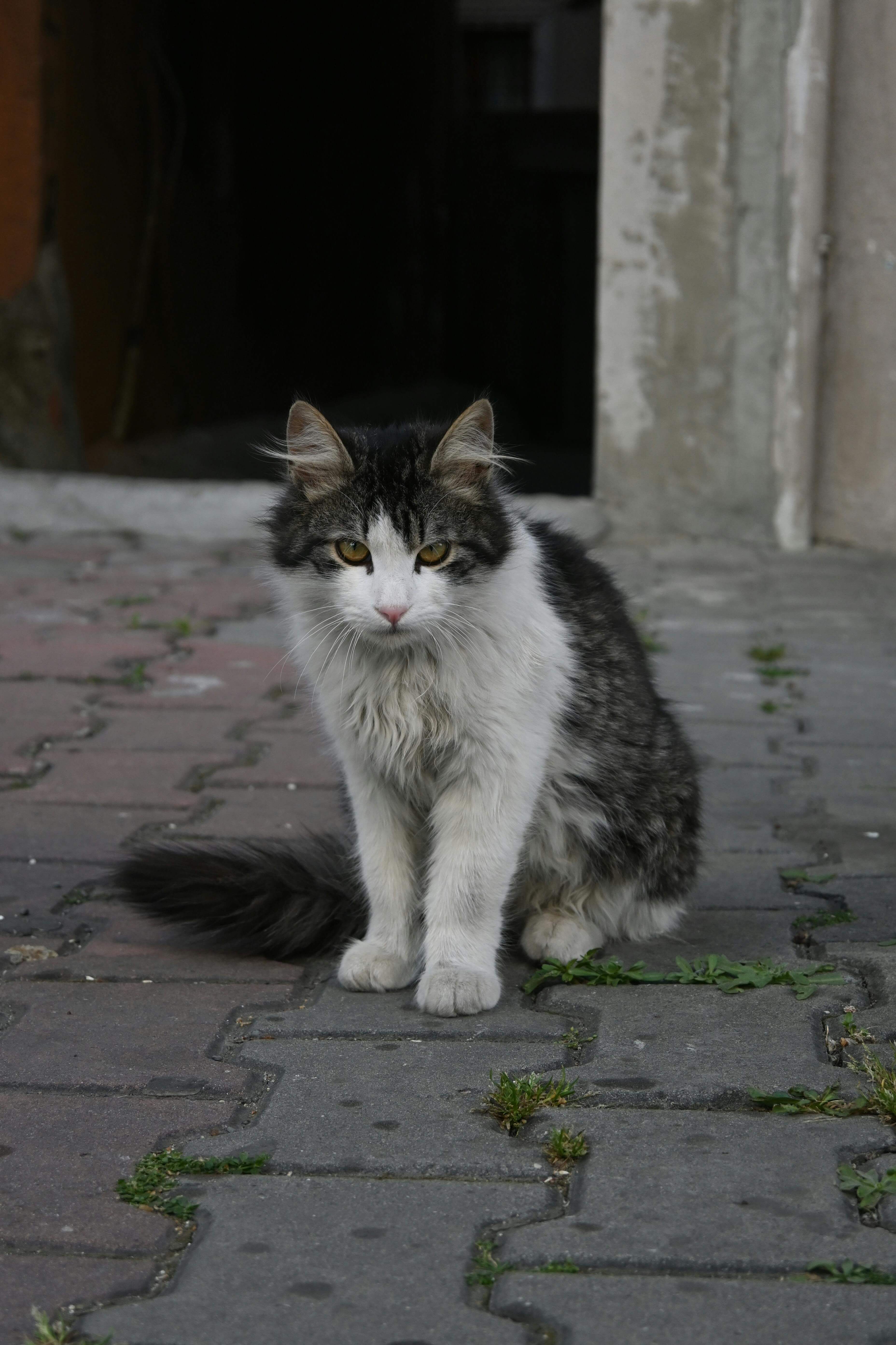한국 야생 고양이 삵의 서식지 경계 행동 — 영역 유지의 법칙과 에너지 소비 모델