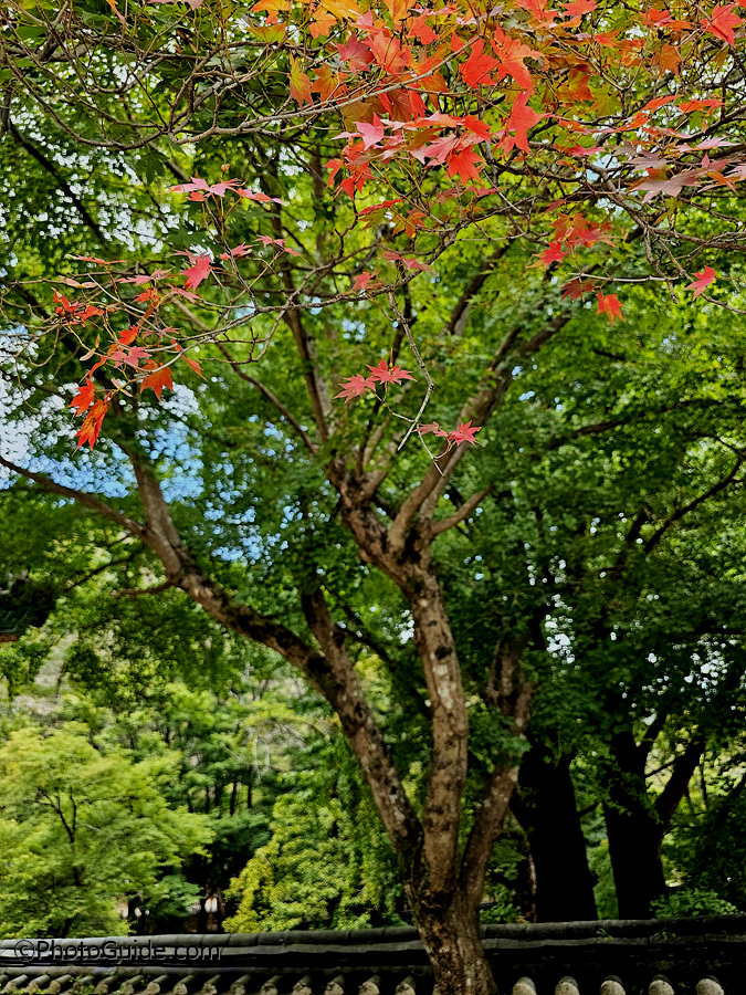 내장산-단풍