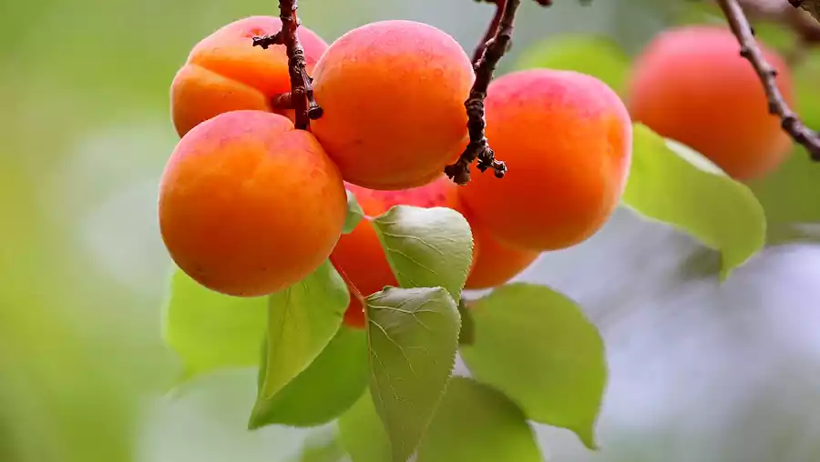 Hwasa by Seojeongju : Famous Korean Poetry Translated