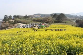 부안 수성당 유채꽃 히든스팟 개화시기_26