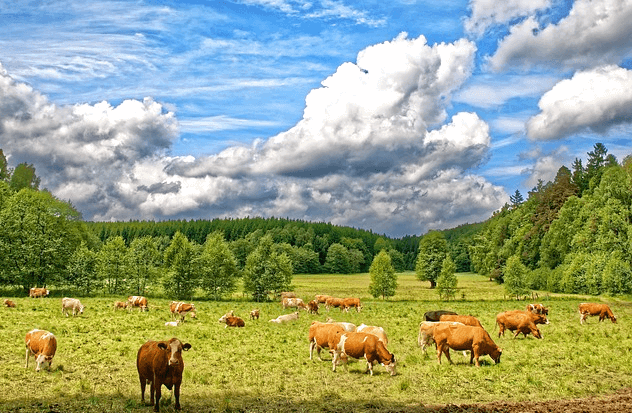 들판에 수많은 황색 소들이 풀을 뜯고 있다. 하늘엔 하얀색과 회색 구름들이 가득하다.