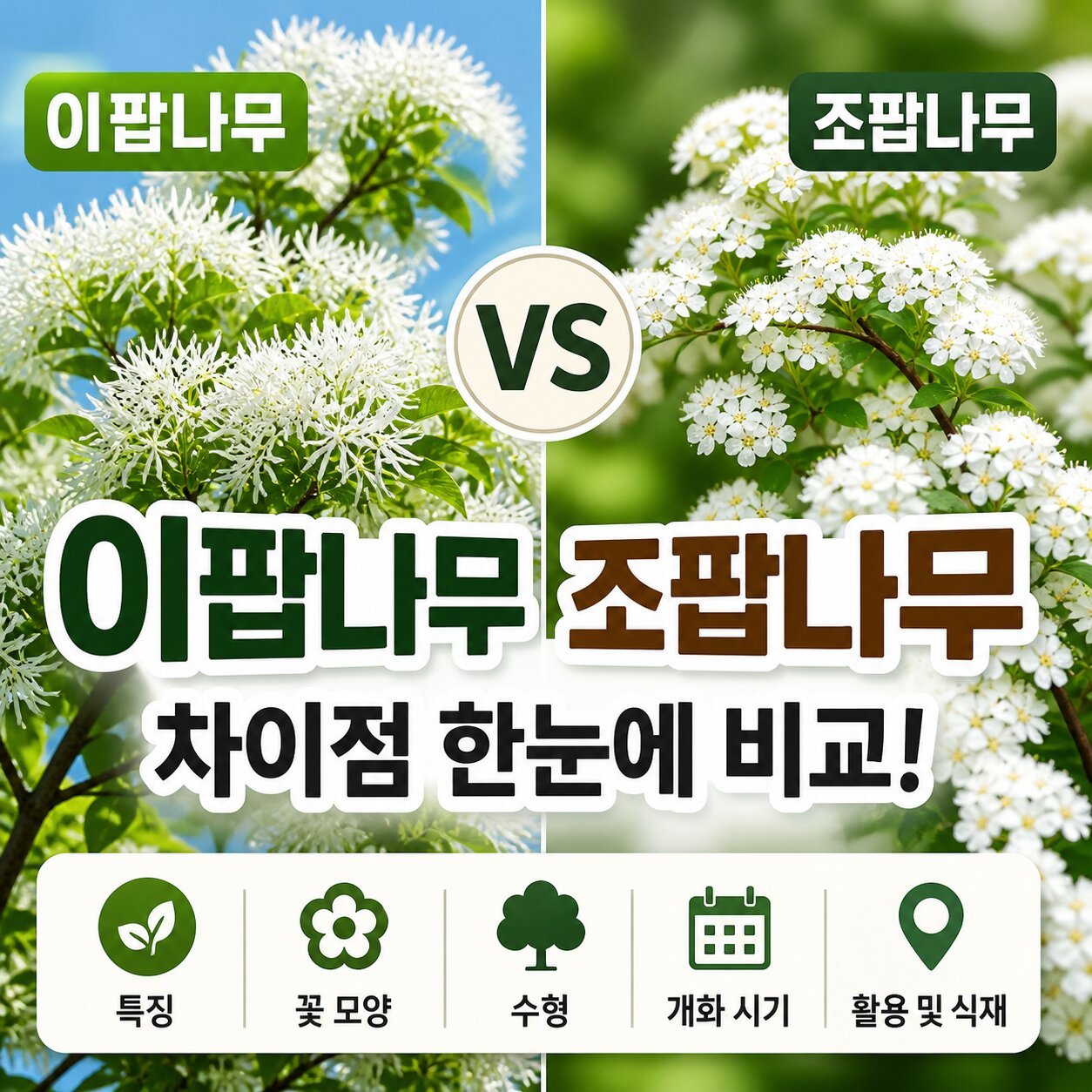 이팝나무 조팝나무 차이 꽃가루 꽃말 개화시기 축제 총정리