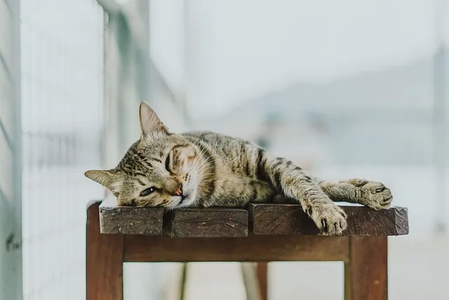 심리적 관점에서 본 고양이 꿈