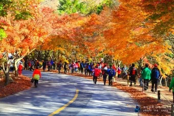 내장산 단풍 명소 단풍시기 산책로 사진스팟 한눈에_9