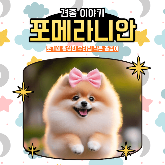 포메라니안 호기심 왕성한 우리집 작은 곰돌이
