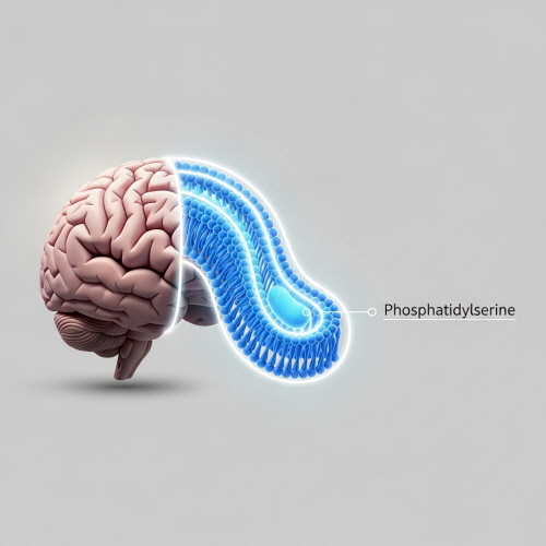 기억력 개선 영양제