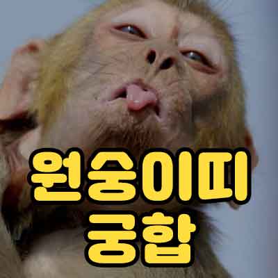 원숭이띠 궁합