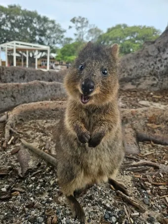 쿼카 웃는 동물 행복한 동물 특징 성격_18
