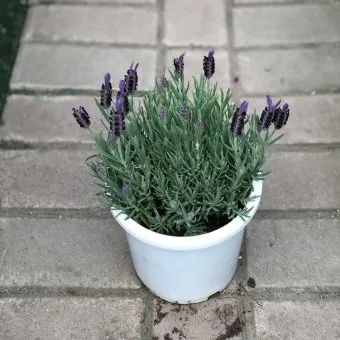 라벤더 키우기 물주기 향기관리 통풍일조 집에서도 가능한 관리_3