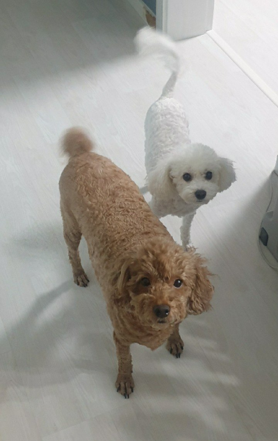강아지와 함께 살면서 달라진 나의 하루 일상
