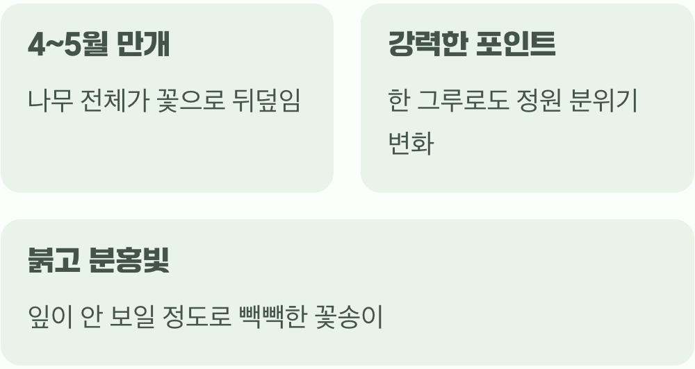 봄의 정원을 압도하는 화려함