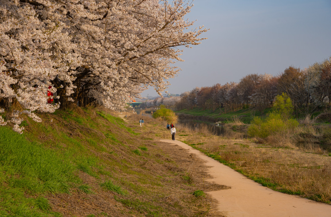 황구지천 벚꽃 산책로