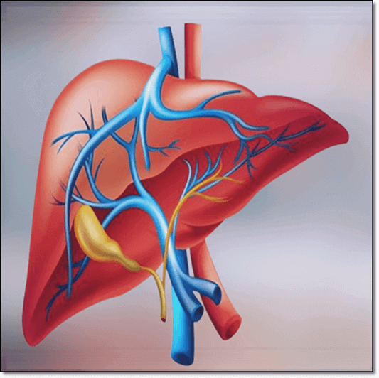 건강한 간 이미지