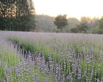 고성 라벤더 축제 하늬 라벤더 팜_11