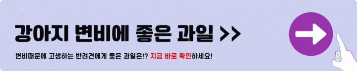 강아지 변비에 좋은 과일