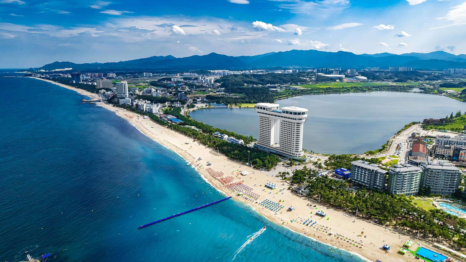 강릉 사근진 해변 유채꽃밭