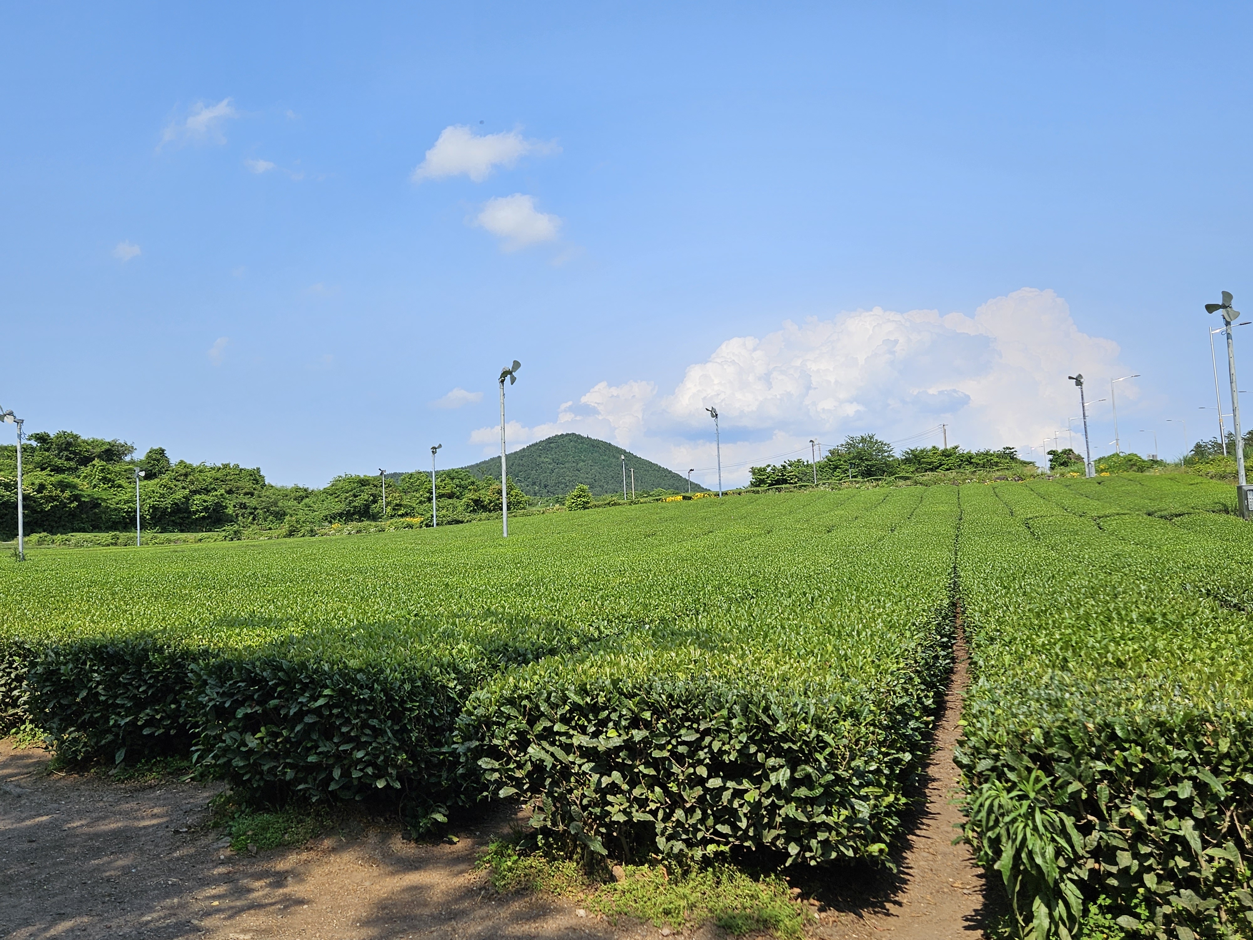 오설록 녹차밭, 포토 스팟