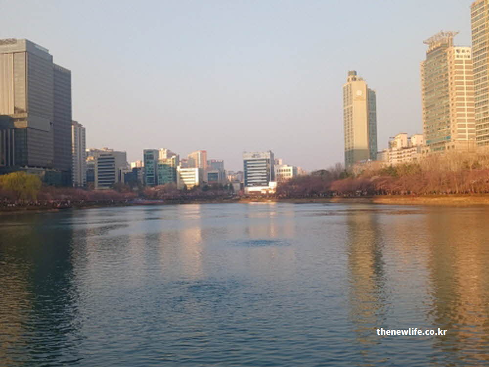 2026년 서울 석촌호수 벚꽃 사진