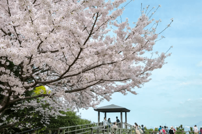 후쿠오카 벚꽃 개화시기