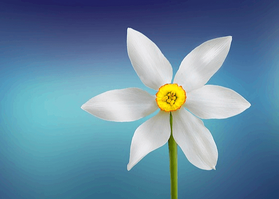 한얀 꽃 한송이가 서 있다. 꽃잎은 6장이고 가운데 수술은 노란색이다.