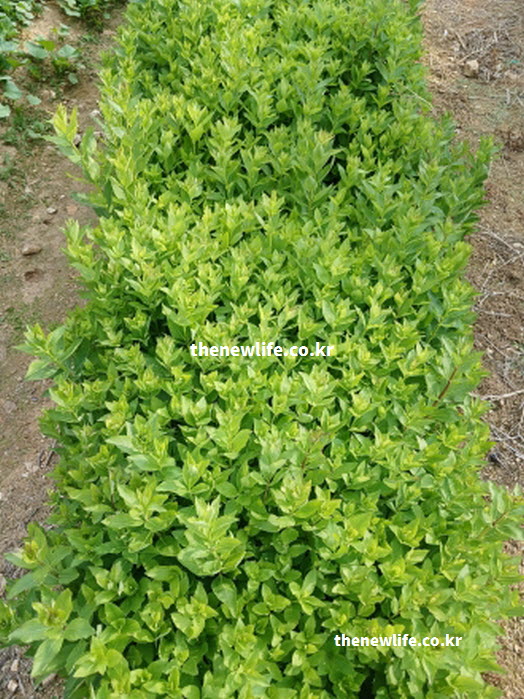 도라지 효능이 가장 좋은 제철 시기에 수확한 흙 묻은 실물