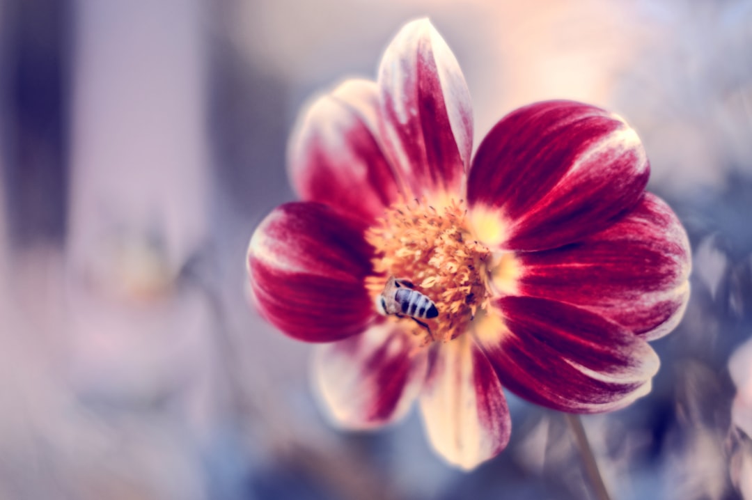Bee.