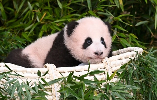 푸바오 생일 영상 사진