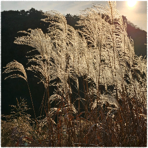한강6경(바위늪경) 강천섬