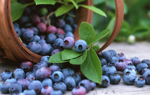 블루베리 효능 부작용, 영양성분 먹는 방법
