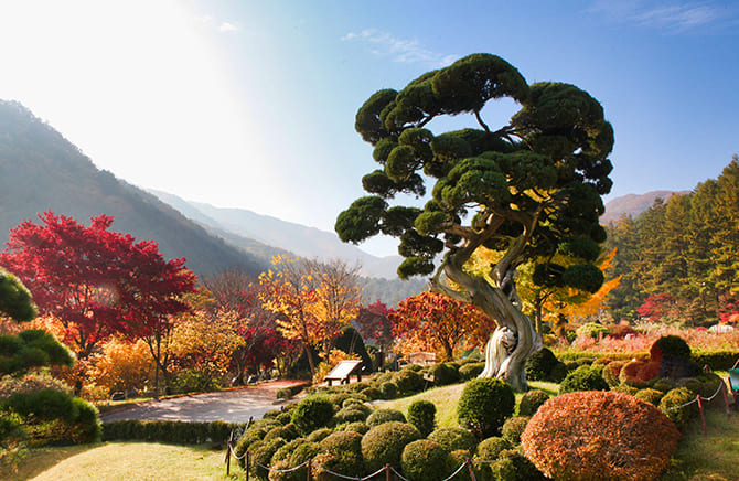 아침고요수목원
