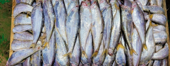 비타민 B 의 종류(분류)와 종류별 효능(역할) 및 결핍시 증상과 과잉 섭취의 부작용 