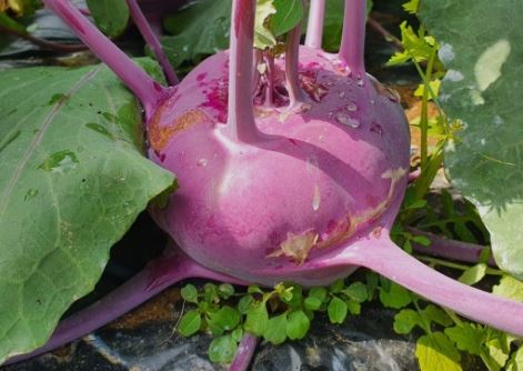 콜라비 특성 효능 먹는방법 : 건강을 위한 신비로운 식품의 발견