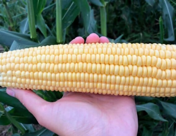 초당옥수수 찌는법