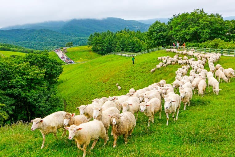 강원도 아이와 가볼만한 곳