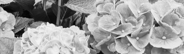 수국 삽목시기: 기한