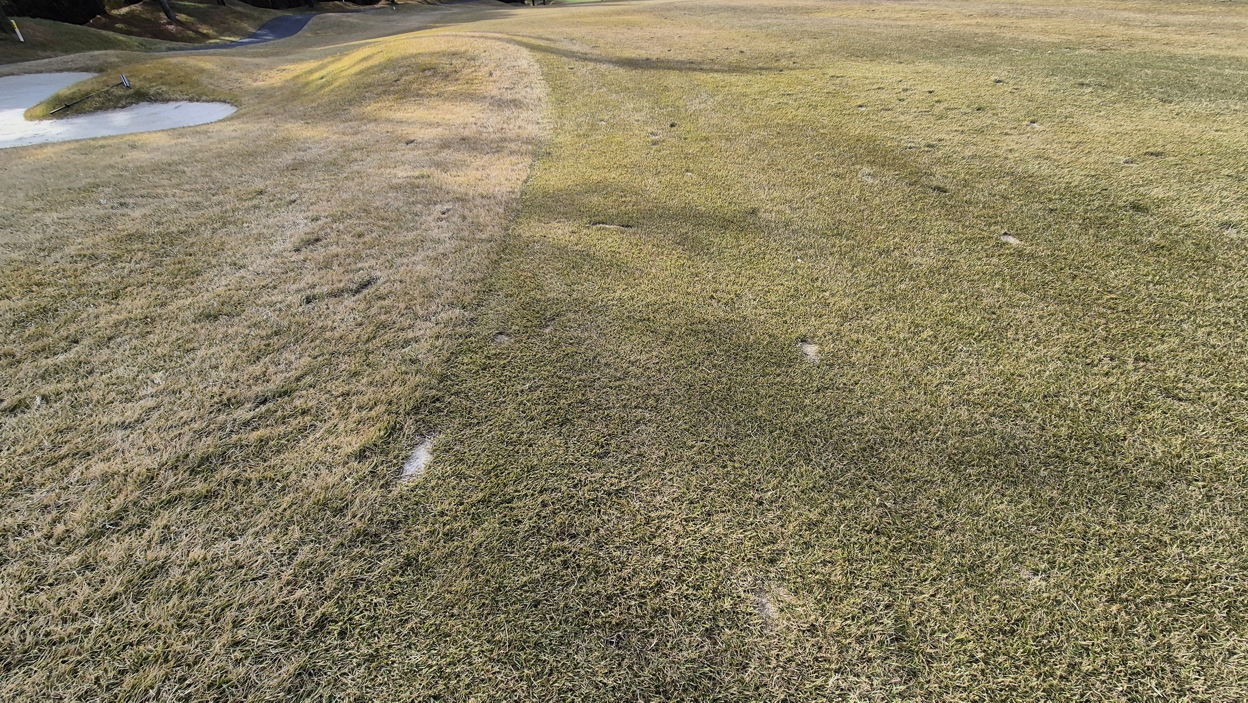 세종에머슨cc 밸리-마운틴 코스관리 상태