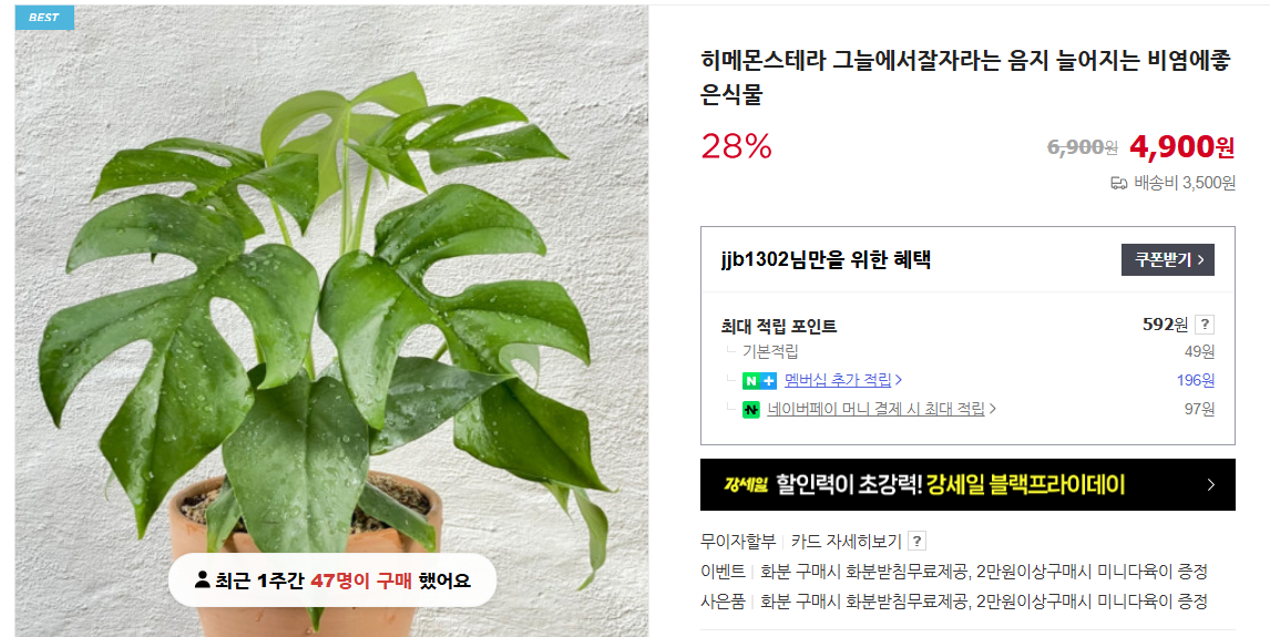 몬스테라 키우기 및 가지치기 (+ 알보 잎이 누렇게 되면 수경 재배)