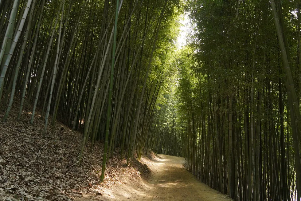 담양 죽녹원 관련 이미지