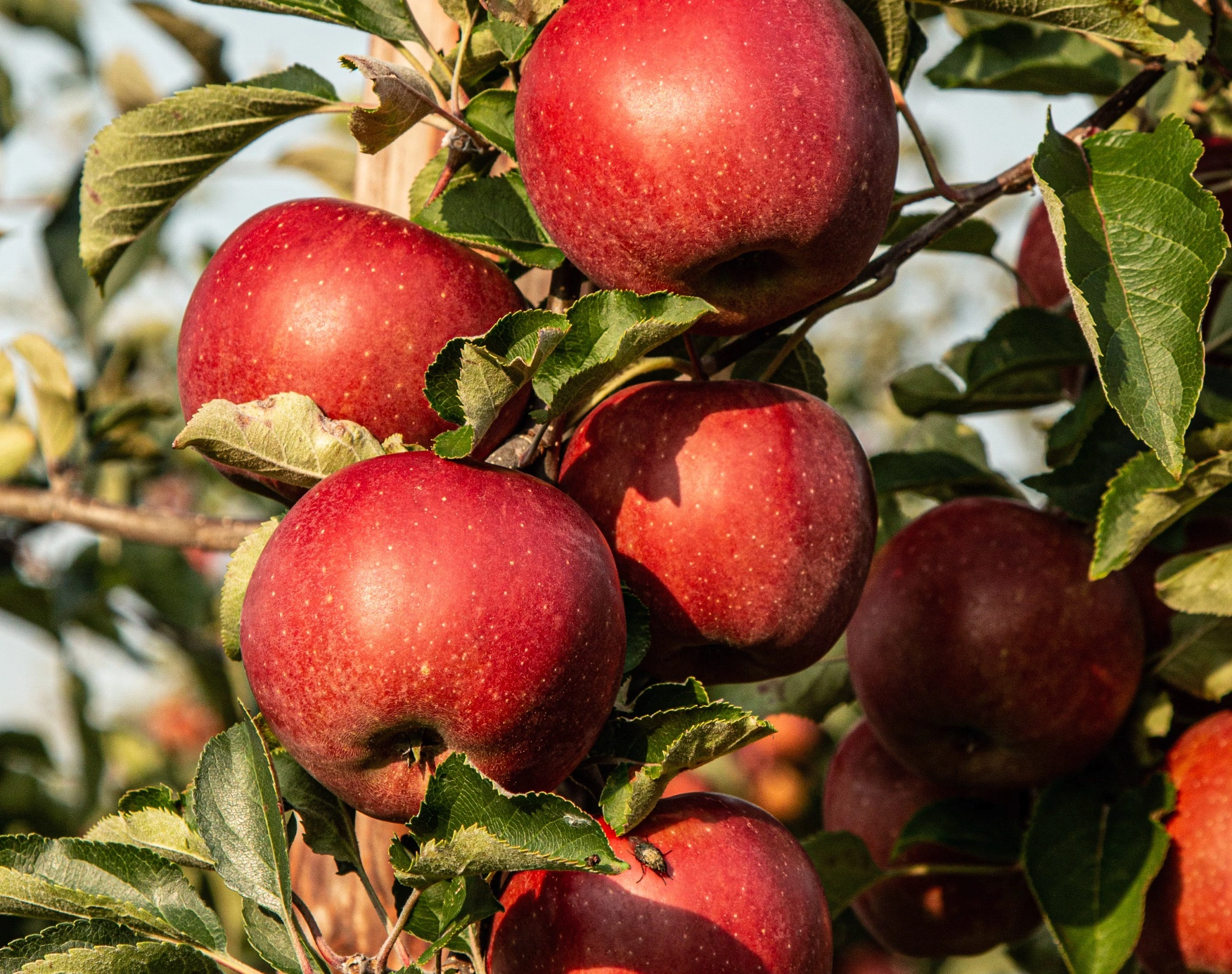 고지혈증에 좋은 음식