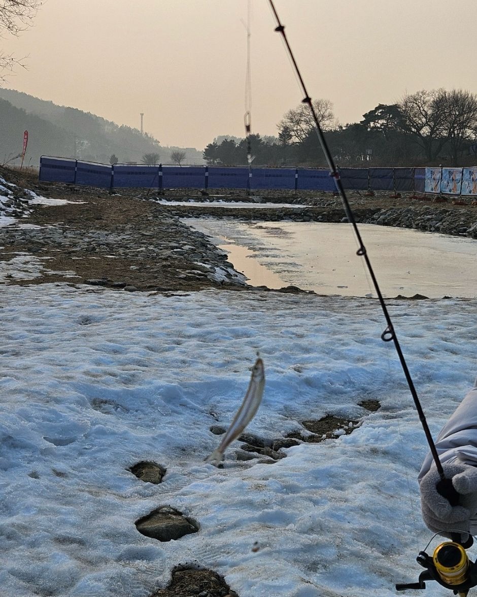 수미마을 양평빙송어축제