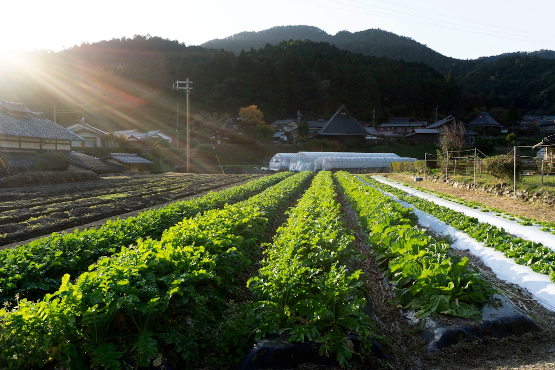 Farm