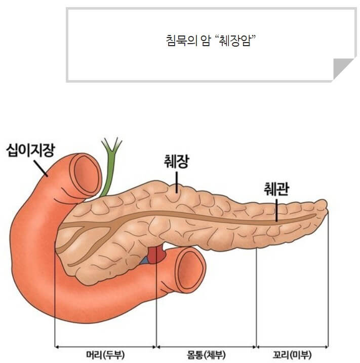사람의 신체 부위 중 췌장의 모습